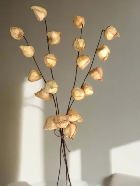 Golden Yellow Chinese Lantern Bundle (4 stems)