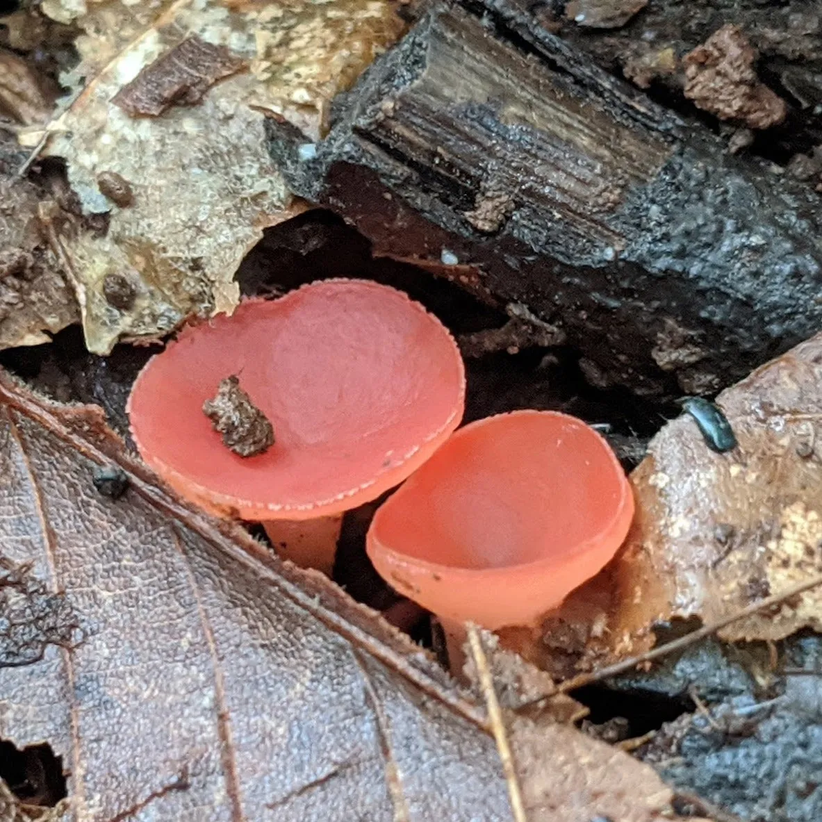 SCARLET ELF CUP - Soft Lustre Blush